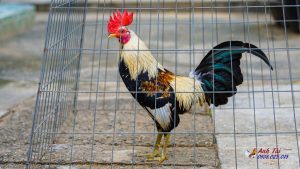 Cách Xem Gà Tre – Bí Quyết Chọn Chiến Kê Xuất Sắc